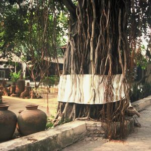 Pipal Tree